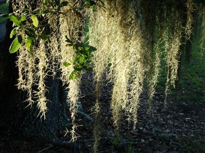 Spanish moss