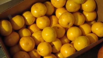 Band fruit!