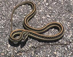 snake