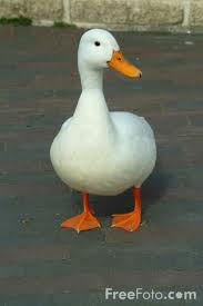 duck