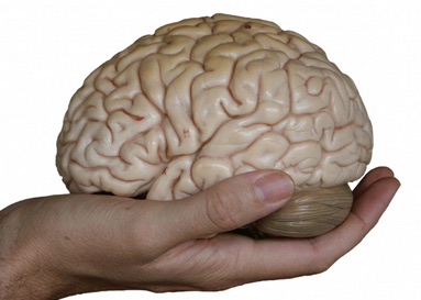 un nuovo cervello