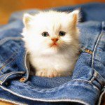 baby cat