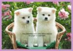 lovely dogs