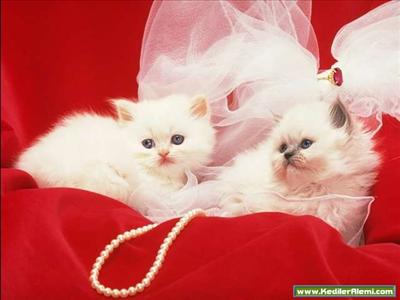 baby cat