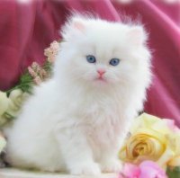 baby cat
