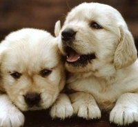 baby dogs