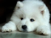 baby dog