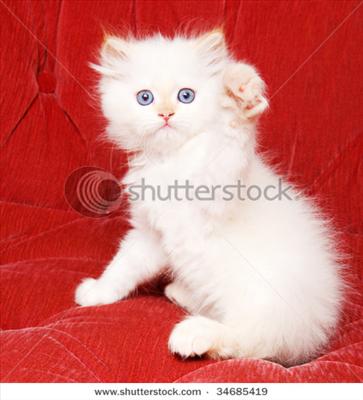 baby cat