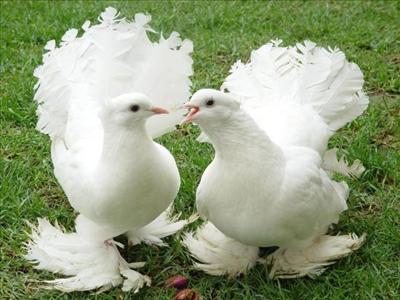 bird