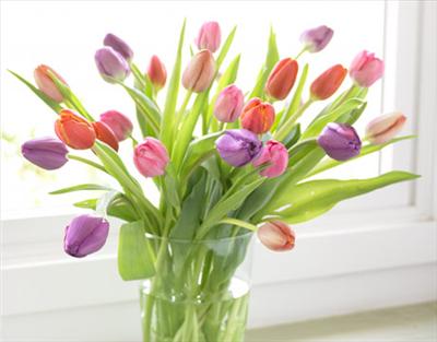 bouquet of tulip