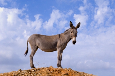 حمار حتى تفتر