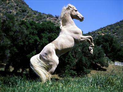 حصان عربي اصيل 