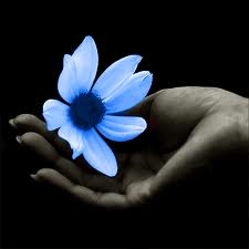 un fiore