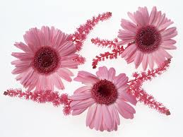 pembe