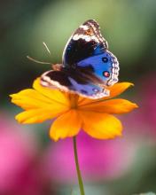 sweet butterfly 