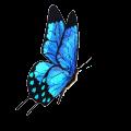flying butterfly 