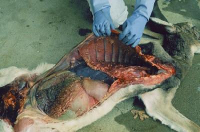 Rotting Cow Carcass. 