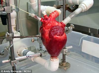 A Human Heart!