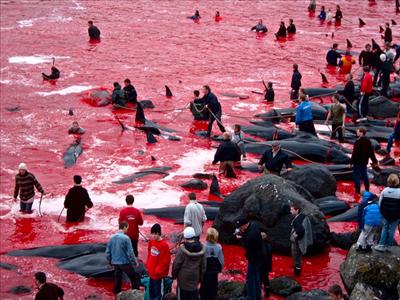 Beach of Whales.