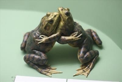 luomuhali