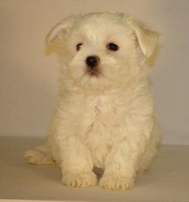 Un bichon maltais