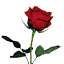 rose