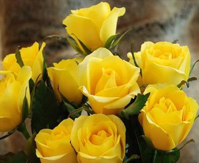 Roses jaunes