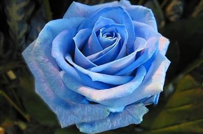 Rose bleue
