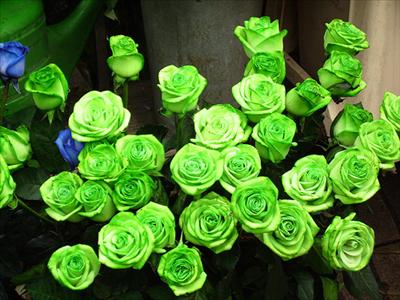 Rose verte
