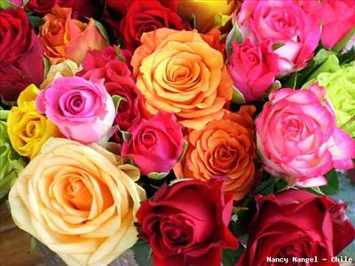 La signification des couleurs des roses