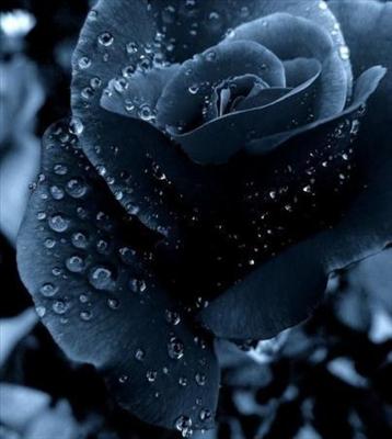 Roses noir