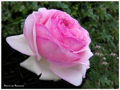 Roses roses