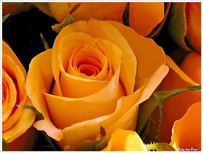 Roses orange