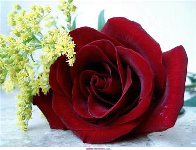 Roses rouges