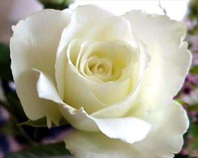 Roses blanches 