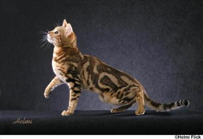 Bengal
