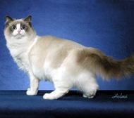 Ragdoll