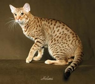 Ocicat