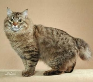 American Bobtail