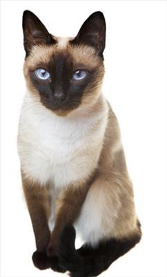 Siamese Cat