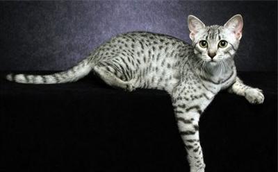Egyptian Mau