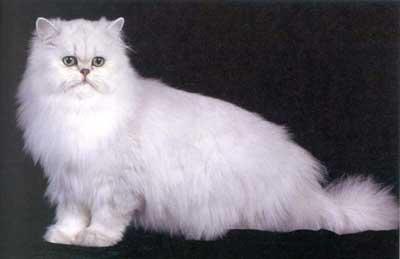 Persian