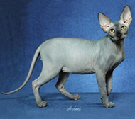 Sphynx