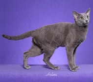 Russian Blue
