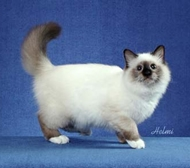Birman