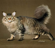Main Coon