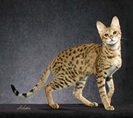 Savannah