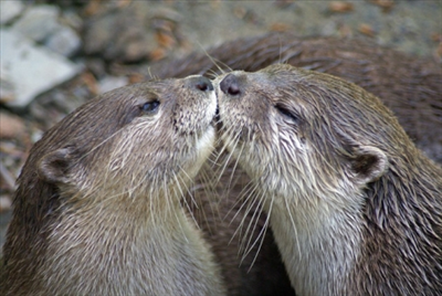 Sweet kisses