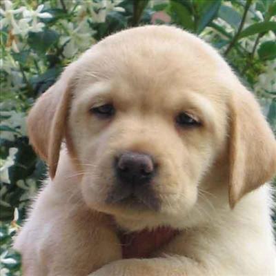 Un labrador