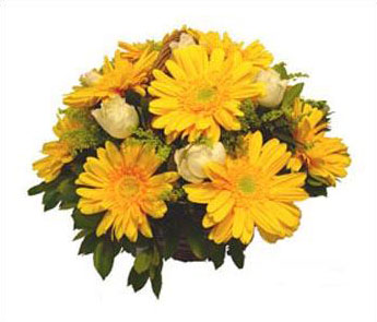 Gül Gerbera